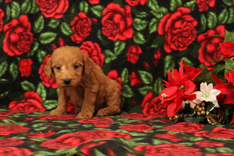 puppy, for, sale, Mini Goldendoodle F1, Matthew B. Stoltzfus, dog, breeder, Gap, PA, dog-breeder, puppy-for-sale, forsale, nearby, find, puppyfind, locator, puppylocator, aca